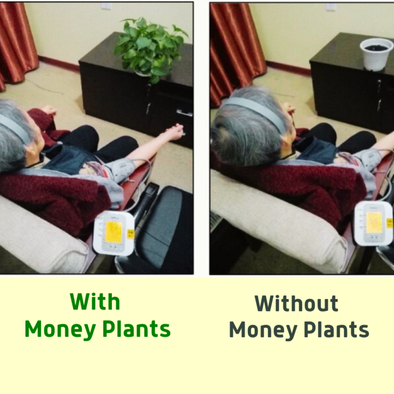 With-Money-Plants